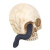 Skull Ornament with Snake - Image 3