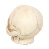 Skull Ornament with Snake - Image 4